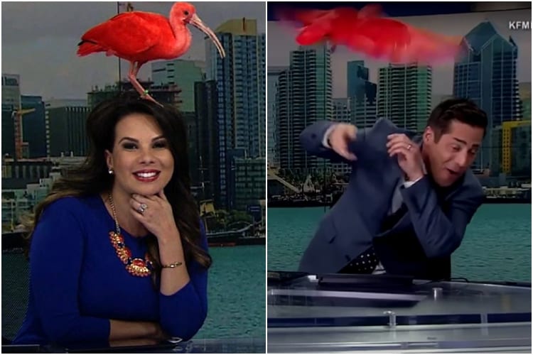 News Anchor Bloopers